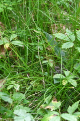 Carex alba