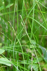 Carex alba