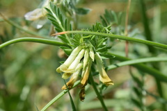 Vicia ciliatula