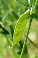 Vicia ciliatula