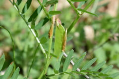 Vicia ciliatula