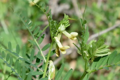 Vicia ciliatula