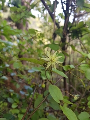 Clematis cunninghamii