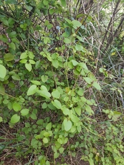 Clematis cunninghamii