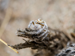 Pseudomogrus zhilgaensis