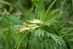 Vicia ciliatula