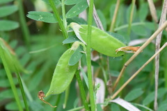 Vicia ciliatula