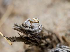 Pseudomogrus zhilgaensis