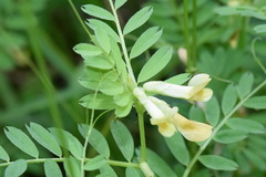 Vicia ciliatula