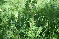Vicia ciliatula