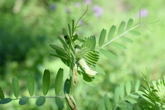 Vicia ciliatula