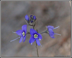 Veronica cusickii
