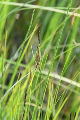 Carex appendiculata