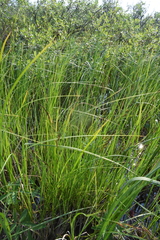 Carex appendiculata