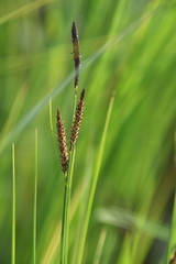 Carex appendiculata