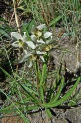 Asclepias oreophila