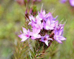 Calytrix glutinosa