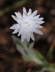 Xerochrysum bracteatum