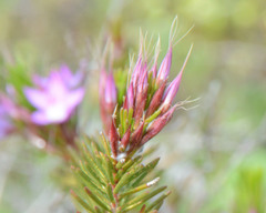 Calytrix glutinosa