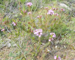 Calytrix glutinosa
