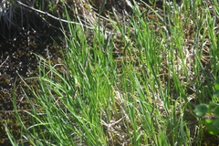 Carex bigelowii arctisibirica