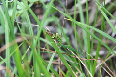 Carex bigelowii arctisibirica