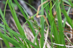 Carex bigelowii arctisibirica