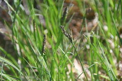 Carex bigelowii arctisibirica