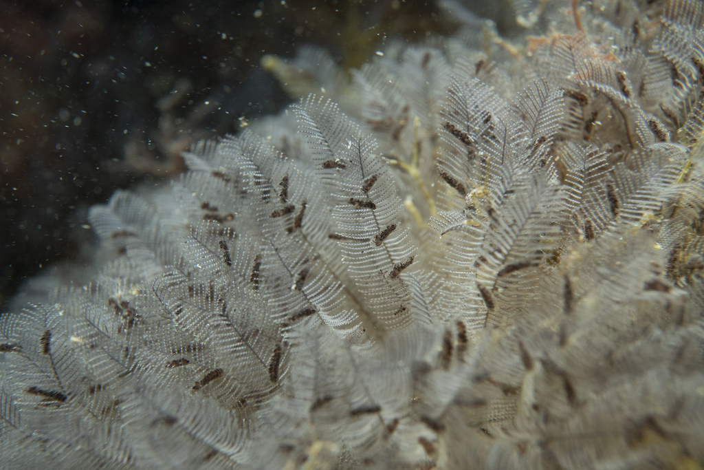 Aglaophenia plumosa