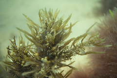 Sargassum spinuligerum