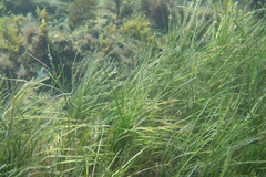 Zostera nigricaulis