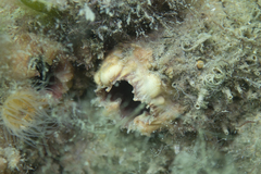 Stolidobranchia