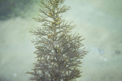 Caulocystis cephalornithos