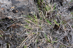 Carex bigelowii arctisibirica