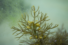 Caulocystis cephalornithos