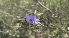 Citharexylum flabellifolium