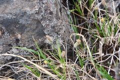 Carex bigelowii arctisibirica