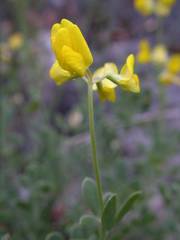 Coronilla minima lotoides