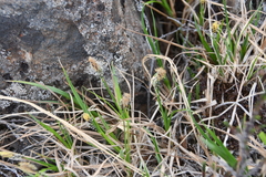 Carex bigelowii arctisibirica