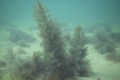 Caulocystis cephalornithos