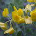 Coronilla minima lotoides - Photo (c) Sylvain Piry, some rights reserved (CC BY-NC), uploaded by Sylvain Piry