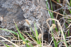 Carex bigelowii arctisibirica