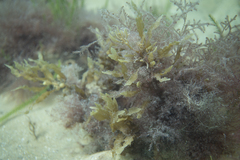 Sargassum spinuligerum
