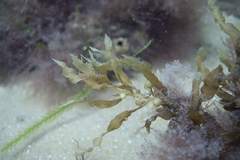 Sargassum spinuligerum