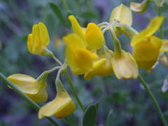 Coronilla minima lotoides