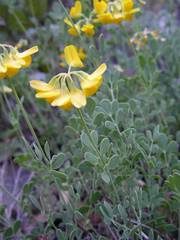 Coronilla minima lotoides