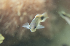 Trachinops caudimaculatus