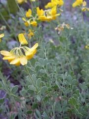 Coronilla minima lotoides