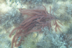Dasya extensa