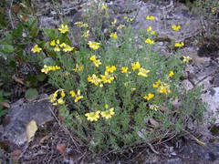 Coronilla minima lotoides